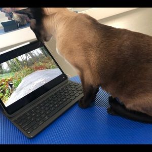 Meet your Posher, Maria